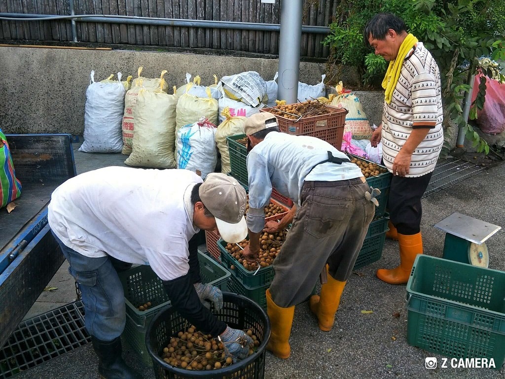 龍眼乾